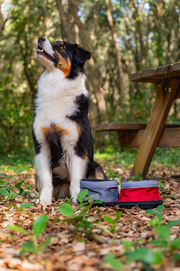 Lampa Pet Bowl, doppia ciotola da viaggio per animali - 1100+1400 ml