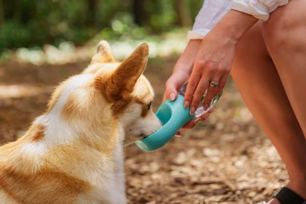 Lampa Pet-bottle, abbeveratoio da viaggio per animali - 350 ml