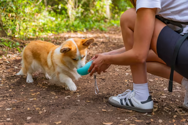 Lampa Pet-bottle, abbeveratoio da viaggio per animali - 350 ml