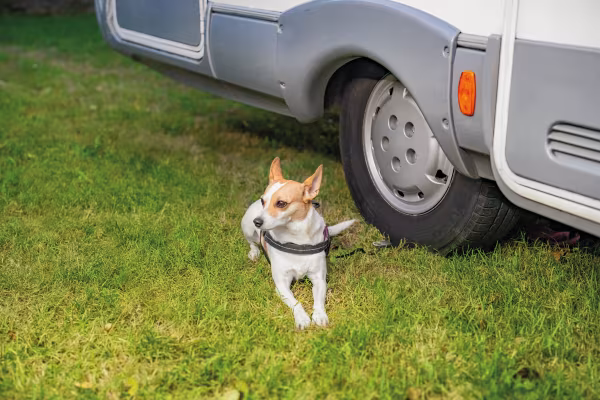 Lampa Piastra di ancoraggio a terra per animali domestici